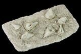 Mississippian Cuneate Coral (Neozaphrentis) Fossils - Arkansas #148588-2